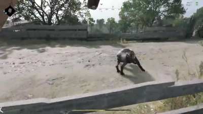 What the dog doin'?