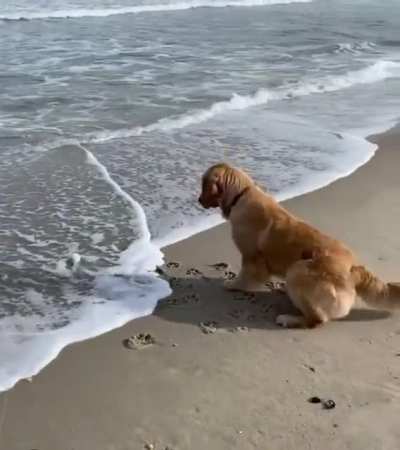 This pup with the fear