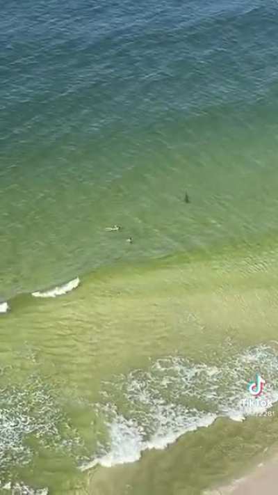 The shark: Good afternoon ma&rsquo;am, we been trying to reach you about your cars extended warranty.
