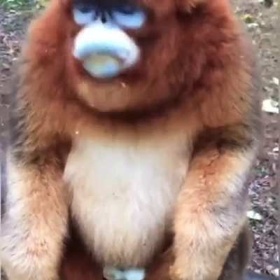 Y&rsquo;all think Mr Blue nuts is going to like MTR?