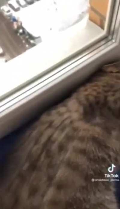 Со звуком атмосфернее 🐈