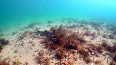 Port Jackson shark cruising over a large aggregation of spider crabs off the coast of Melbourne, Australia