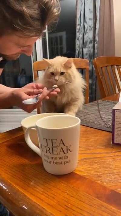 Giving the kitty a taste