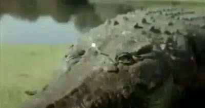 Cocodrilo