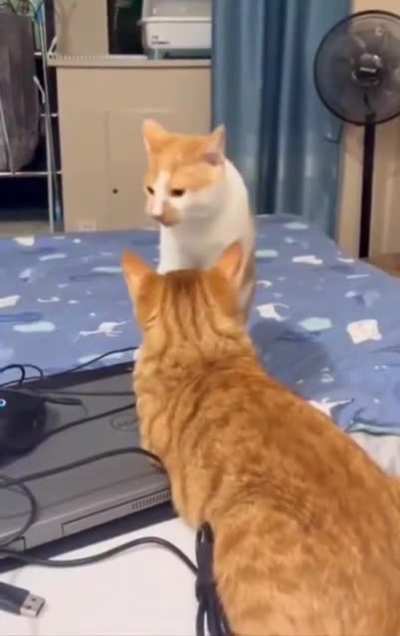 Cat.
