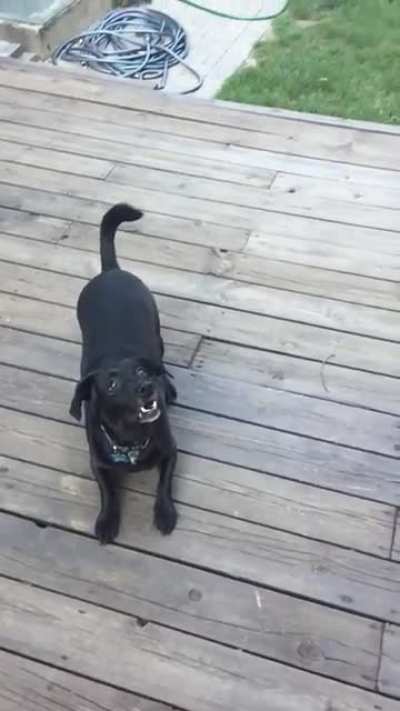 Josie and her ball&hellip;