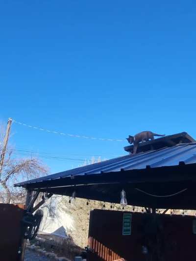Cat on a cold tin roof