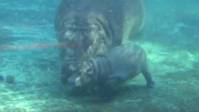 Baby Hippo "Swimming Lessons"