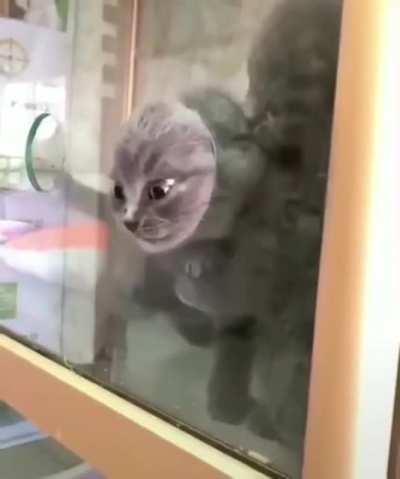 If the head passes the cat passes...