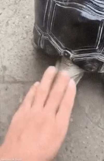 Blursed turtle head