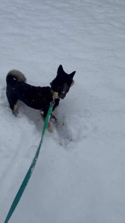 Olive 🫒 1st Snow