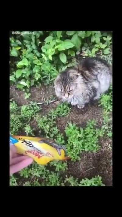 iT's MeOw MiX
