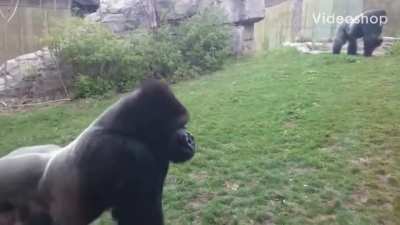 Look at this Gorilla