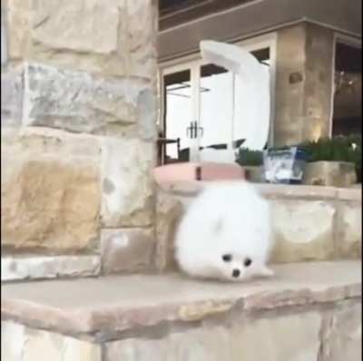 A fluffy descent.