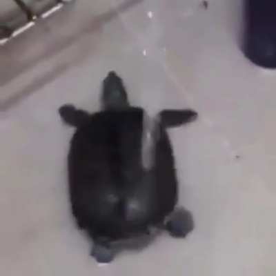 kawai UWU