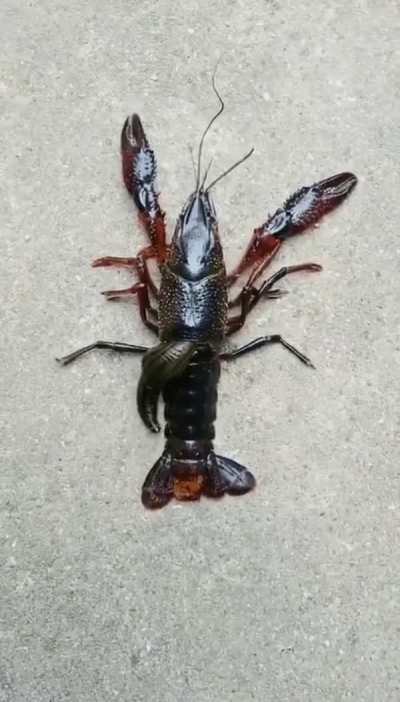 A leech entering a crayfish