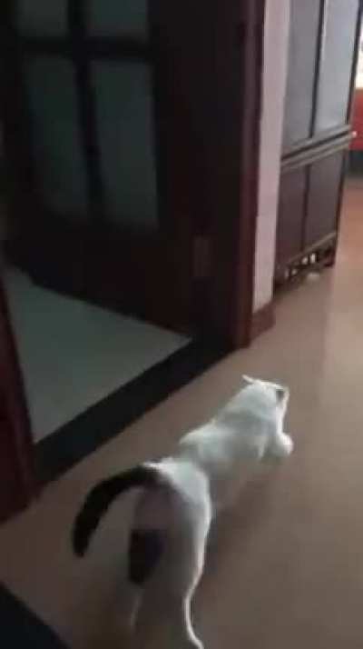 Catch me if you can