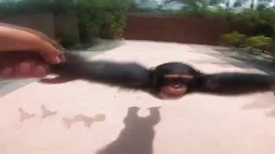 Macaco 4K