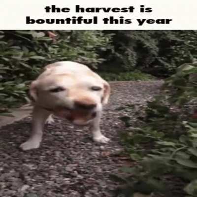 Plenty O&rsquo; veggies