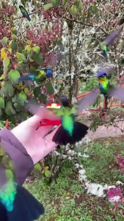 Hummingbirbs