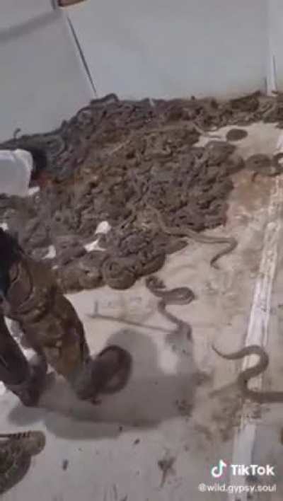 Surrounded by snakes (muted because the original video played that "Oh-no" song)