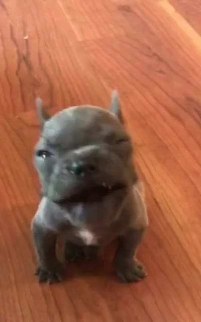 Anybody else think he looks exactly like Stitch from Lilo and Stitch? Even his little growls are cute!