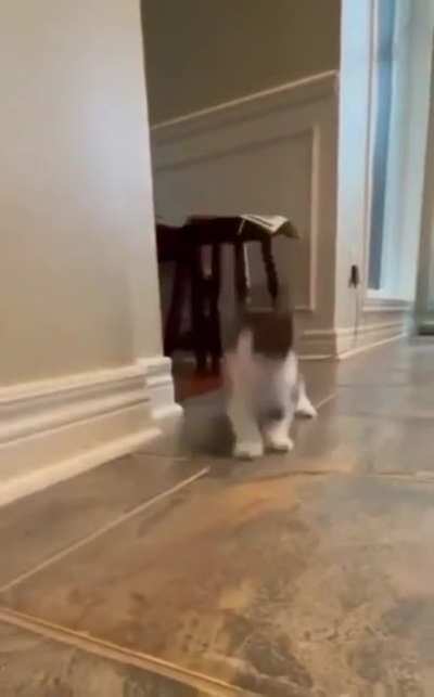 When a kitty feeling like rabbit