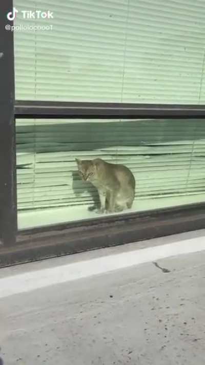 I don&rsquo;t know if I feel worse for the blinds or the cat