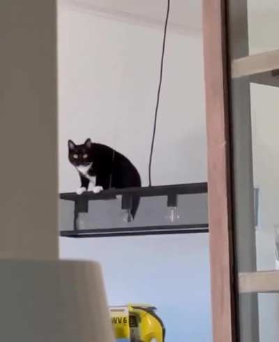 I found a new swing