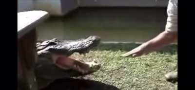 Man sticks hand into mouth of alligator