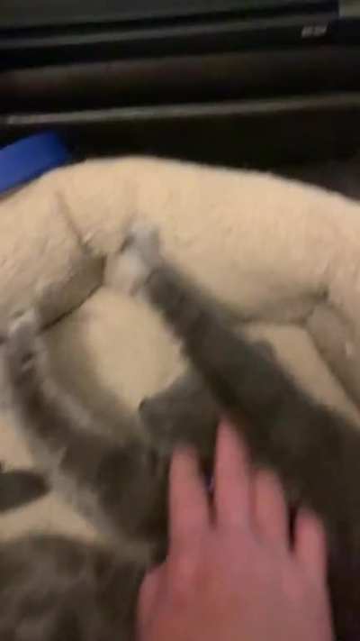 A little &ldquo;wake-up&rdquo; trill, curl and stretch! My Cleo is such a sweet talker, and gets lots of attention and love as she asks for it so nicely. She gives me lots of trills when it&rsquo;s the daily kitty squeeze-up treat time too! Btw, apologies for my baby talk 