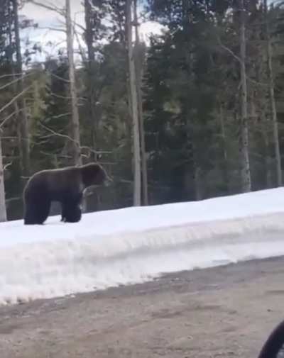 Don&rsquo;t even look at her cubs