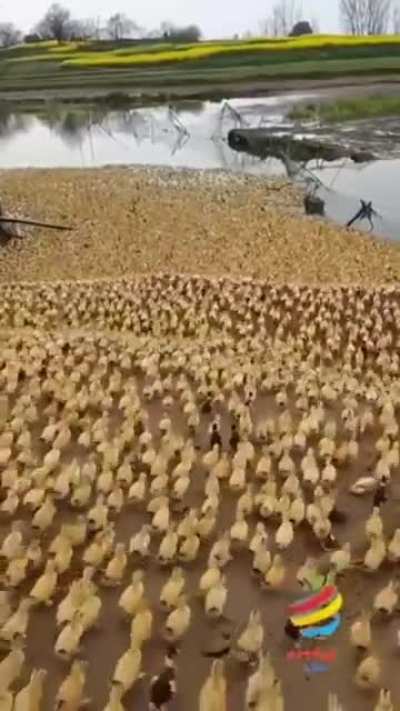 Army of the Ducks are invading.