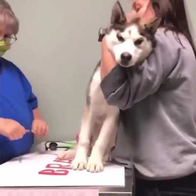 Pupper hates shots.