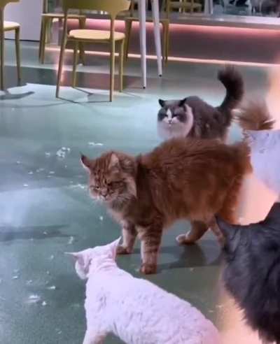 He found one braincell to save the day