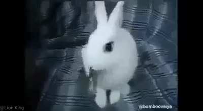 Sabog na rabbit :&amp;gt;