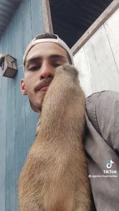Brazilian dog