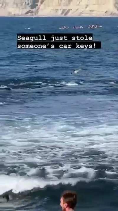 A seagull stole someone&rsquo;s keys and flew away.