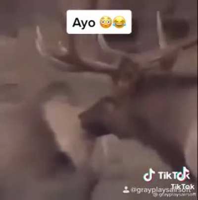 Get back here ma&rsquo;am