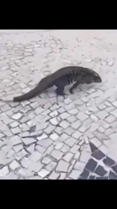 Lizard supremacy 