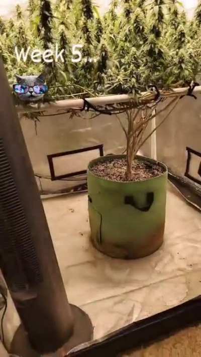 Week 5 for our 4x4 Big Bud scrog ❤️🌱 (grown in 10gal Promix, FF Trio diet, under the FC-E6500 🤘🐱)