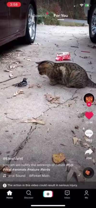 A cat and his fri-