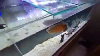 moussolini feesh