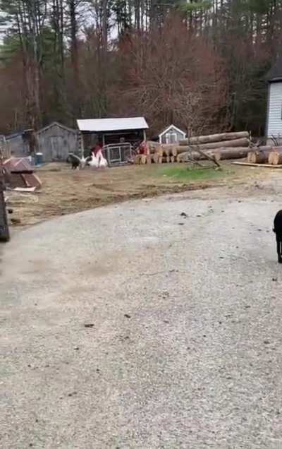 Good boy