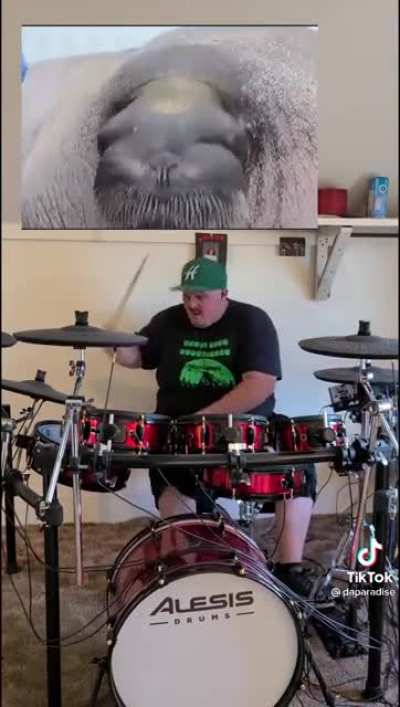 Walrus metal
