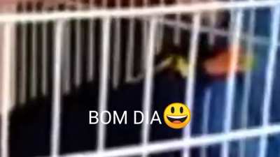 Oiai