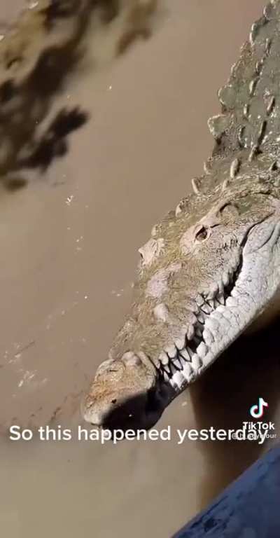 Let's say hi to this metal looking crocodile