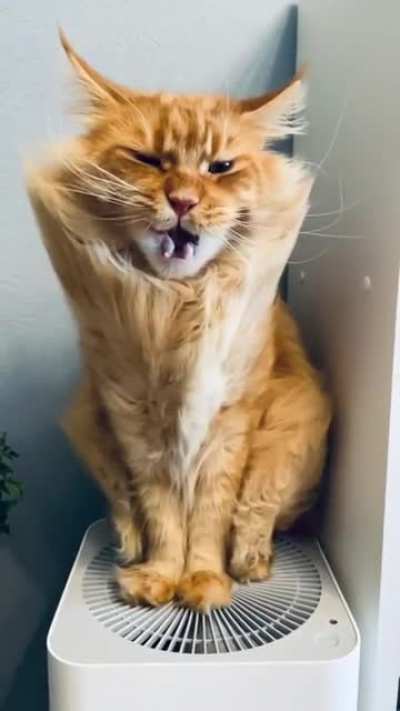 Котик