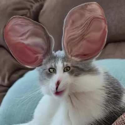 I need a cat