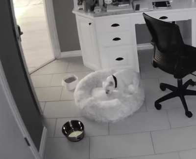 Female dog peeing on her bed.. help